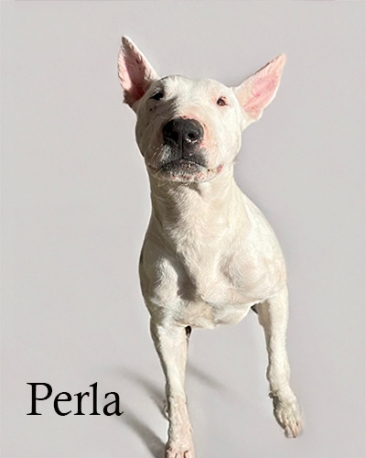 Perla